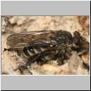 Lasiopogon cinctus - Raubfliege w01 10mm.jpg